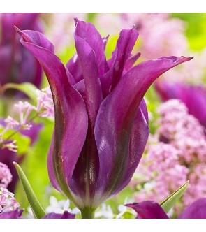 Tulipano Viridiflora Purple...
