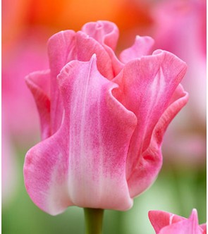 Tulipano coronato Crown of...