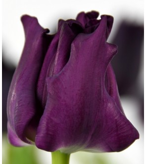 Tulipano coronato Crown of...