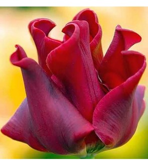 Tulipano coronato Red Dress...