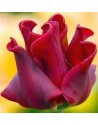 Tulipano coronato Red Dress...