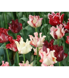Tulipani coronati In...
