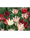 Tulipani coronati In...