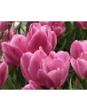 Tulipano multiflora Happy...