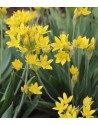Allium moly