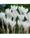 Crocus tommasinianus Ivory...