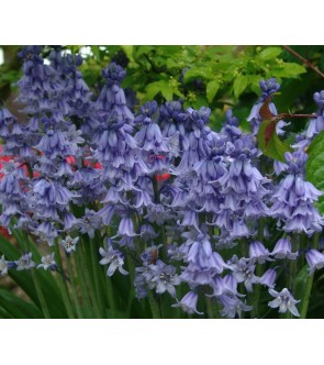 Scilla hispanica Excelsior