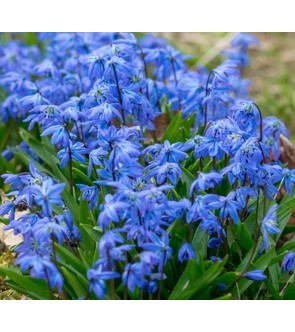 Scilla non scripta (...