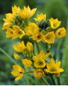 Ornithogallum dubium giallo