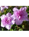 Oxalis nidulans Pom-Pom