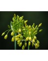 Allium cloranthum Yellow...