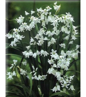 Allium Triquetrum