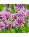 Allium Dallas NUOVO