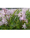 Chionodoxa luciliae Rosy Queen