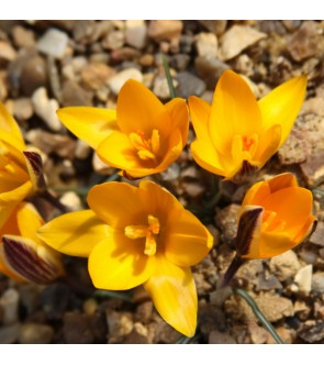 Crocus angustifolius