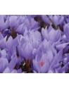 Crocus speciosus Semedo...