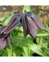 Fritillaria raddeana