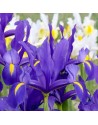 Iris Hollandica Blue Magic
