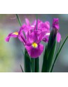 Iris hollandica Rosario