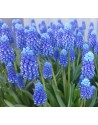 Muscari armeniacum Blue Moon