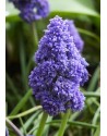 Muscari doppio Fantasy...
