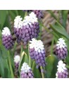 Muscari Grape Ice NOVITA'