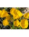 Narciso bulbocodium Oxford...