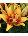 Lilium doppio Double Nugget