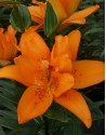 Lilium doppio Double Princess