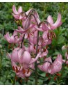 Lilium martagone ibrido...