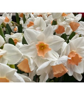 Narciso tazzetta Kapiti Peach