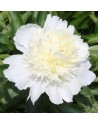 Peonia Charle's White