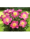 Peonia patio Kiev NOVITA'