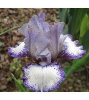 copy of Iris germanica...
