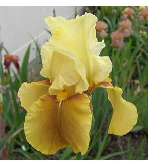 Iris germanica profumato Bayberry Candle