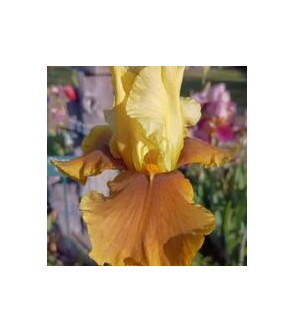 Iris germanica profumato...