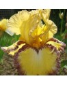 Iris germanica Bullwinkle
