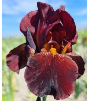 Iris germanica Caldron