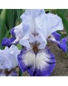 Iris germanica profumato...