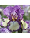 Iris germanica Garibaldi