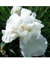 Iris germanica Heaven Helped