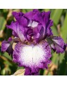 Iris germanica rifiorente...