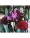 Iris germanica Morning Show