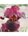 Iris germanica Scarlet Ribbon