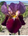 Iris germanica Wine and Roses