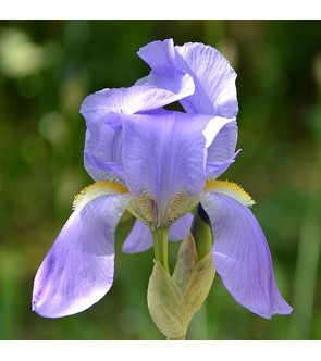Iris Pallida