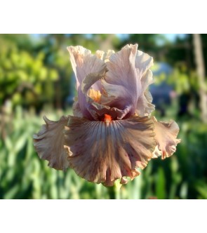 Iris germanica profumato N°...