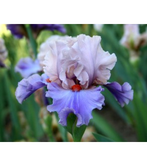 Iris germanica profumato N°...