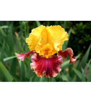 Iris germanica profumato N° 25