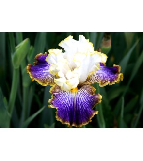 Iris germanica profumato N°...